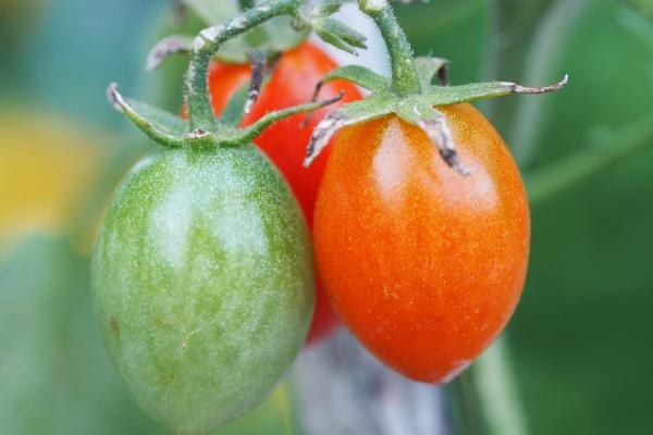 76龙男79羊女能不能白头到老 76龙男79羊女最终结局