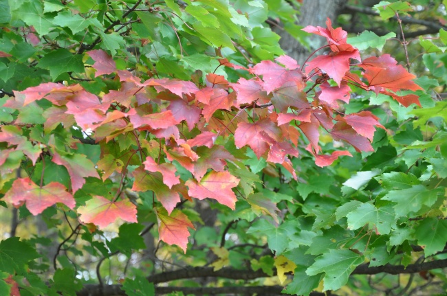 2024年适宜生孩子的属相 龙小宝宝完成属鼠人愿望