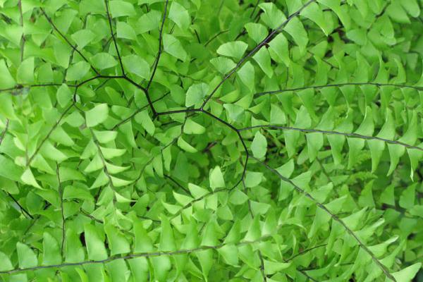 属牛85年一生晚年时期如何 晚年时期平稳扎扎实实可靠