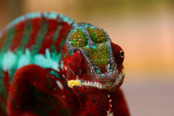 2024年最不吉利的四大生肖 哪四个生肖24年最不吉利