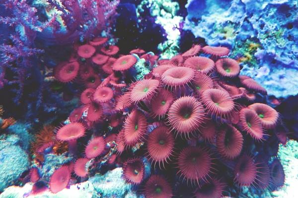 2024出生什么生肖 2024出生的人运势测算