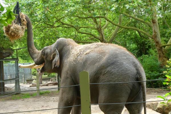 81属鸡人最旺的年龄 81年属鸡人忌讳