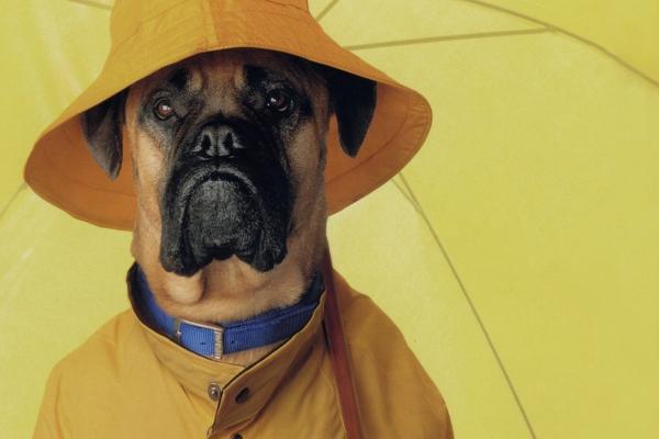 属虎与属蛇结婚可行吗 虎蛇太过自我不适宜结婚