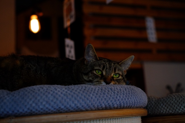 属虎出生日期及时间 属虎午时最有才干