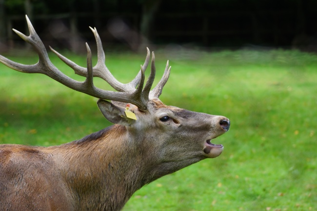 头脑最聪明的生肖女 什么属相女不太好骗