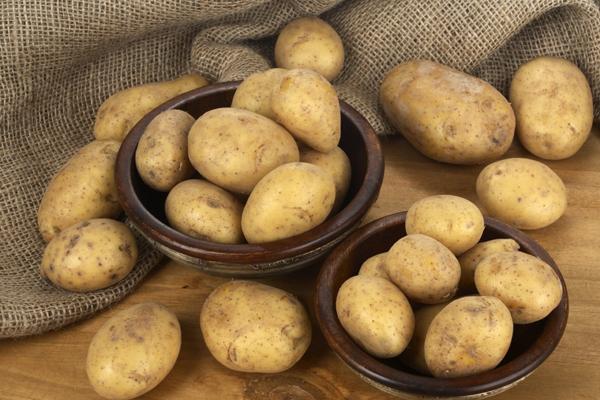 今年是属什么生肖2024 属龙人年份