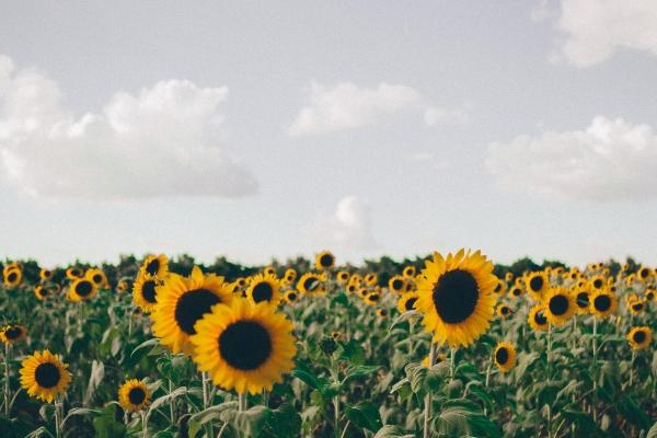 1979年出生的属什么 79年生人性格特点 1979年出生的属什么 79年生人性格特点