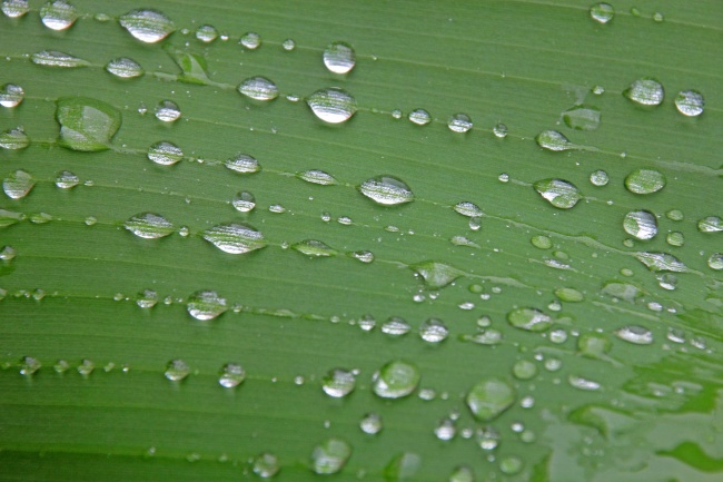 猪和猪属相合不合财 属相猪的最佳搭档