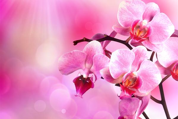 1955年属羊人2024年运势及运势男，55年69岁属相羊2024年全年度运势详细说明