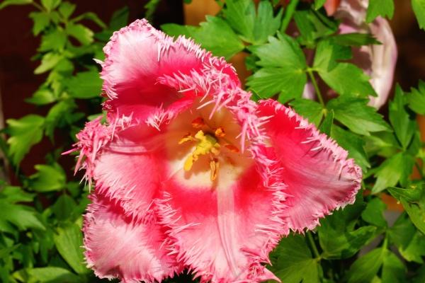 2024年复婚的生肖 和好如初重归于好