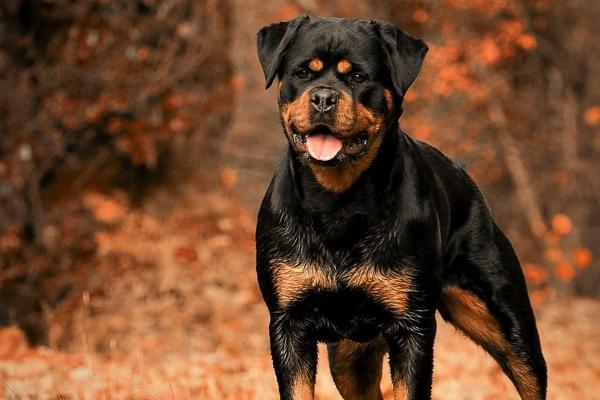 2024感情不和的生肖 遭受感情困境