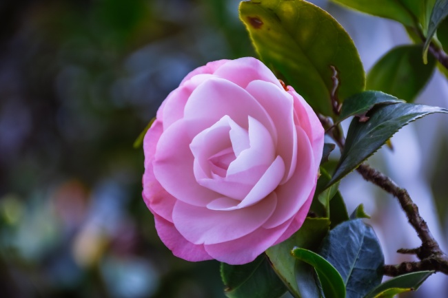 2017年属鸡人2024年运势及运势男，17年7岁属相鸡2024年全年度运势详细说明