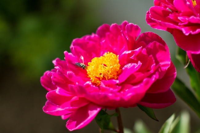 10月的龙女命运如何 几月份龙女最好命 10月的龙女命运如何 几月份龙女最好命