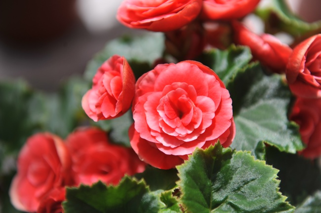 聪慧也隐藏的生肖女 不爱显摆悄悄努力