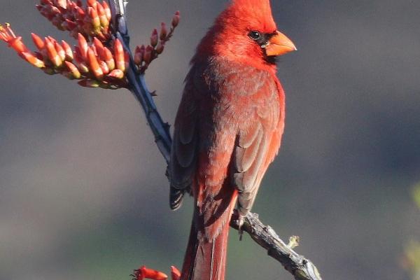 2024能成婚的生肖 适宜结婚的生肖