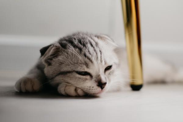 1979年属羊人2024年运势及运势男，79年45岁生肖羊2024年全年运势详细描述