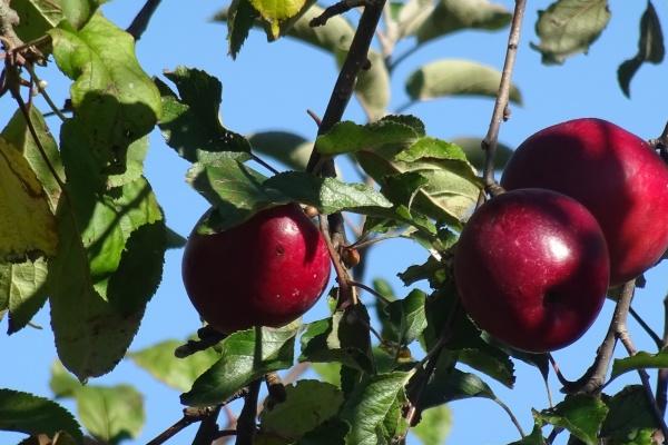 2020年是属什么五行 2020年出生人的命运