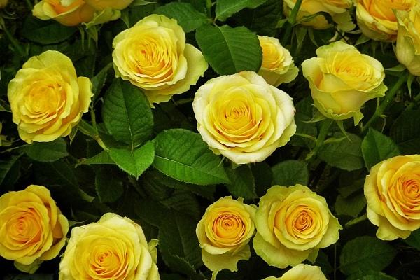 97年五行属什么的是什么命 属牛最华贵的出生时间