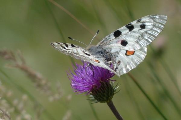 1974年属虎候选人车牌号，哪些车牌最好是