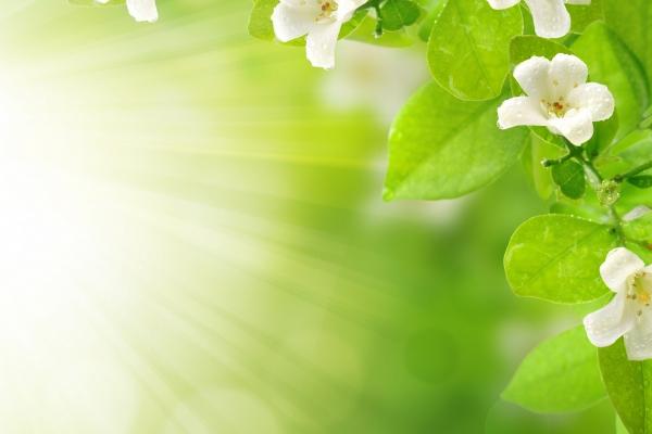 属马的属猪的能婚配吗 属马和属猪的婚姻相配吗