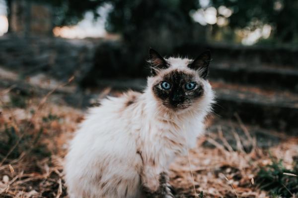 从来不吃亏的生肖女 他人占不到划算