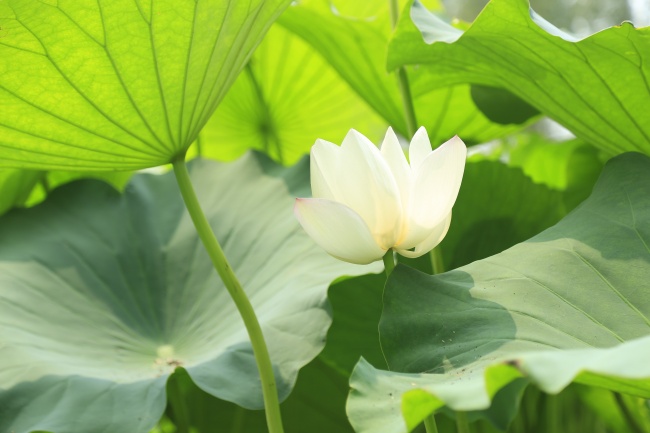 2024邢太岁的生肖 解决刑太岁的办法