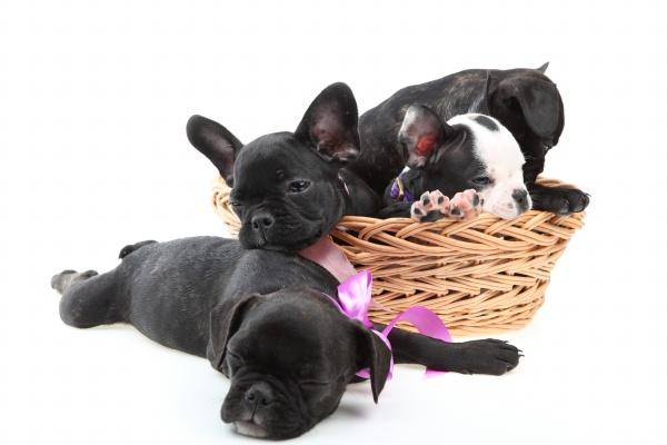 属牛和属猴的婚姻怎样 牛猴相配生活甜美