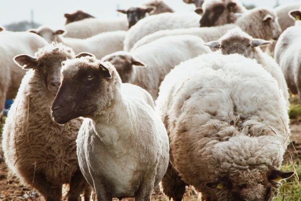 智商高的生肖女 嫉妒心强的生肖女生