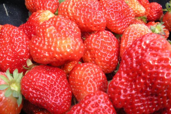 2015年属羊人2024年运势及运势女，15年9岁属相羊2024年全年度运势详细说明