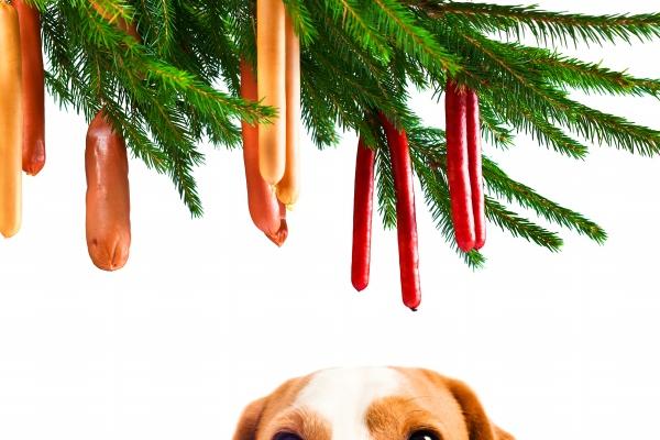 2024各属相的颜色 属相五行关联