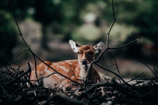 男蛇女龙结婚怎么样 属蛇男与属龙女孩子婚姻怎样