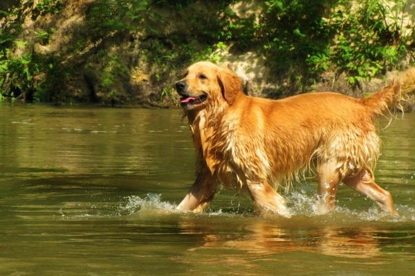 属牛人始终最旺的颜色和数字 属牛的财星到底是谁