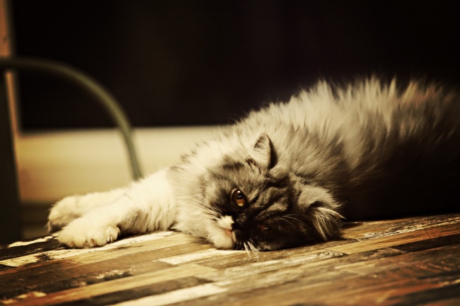 属狗女和属猴男婚姻生活相配吗 属相狗女和生肖猴男婚配如何