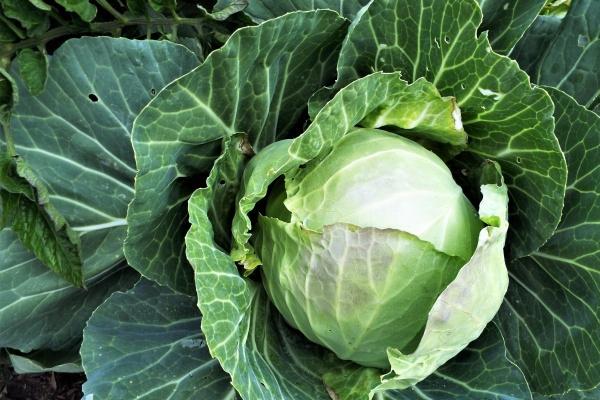 2024感情姻缘的生肖 姻缘非常好的生肖