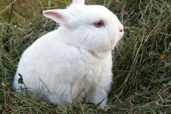 属鼠男和属牛女孩子婚配 男鼠女牛配对剖析