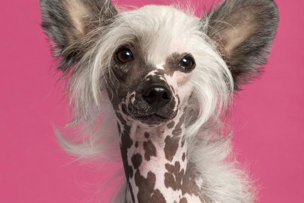 2024年冲的生肖 2024红鸾生肖