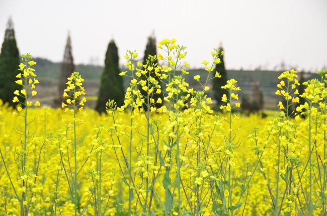 2024避春的生肖 避春常见问题
