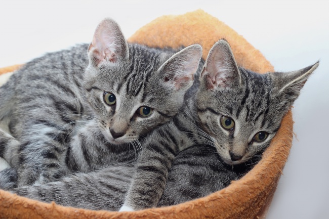 属蛇女与属猴男适宜婚配吗 属蛇女和属猴男孩子匹配水平