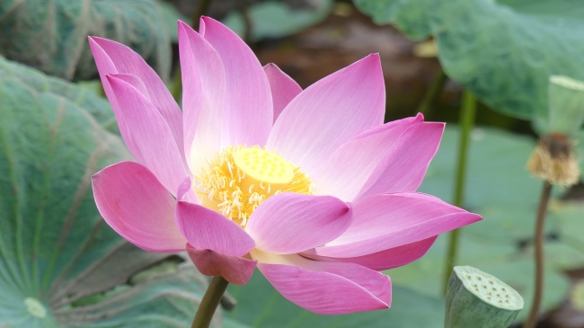 十二属相的婚配忌讳详细说明 属相配对文化艺术