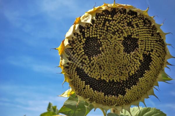 87年兔哪年才开始运气好,87年属兔运气最旺的阶段 87年兔哪年才开始运气好,87年属兔运气最旺的阶段