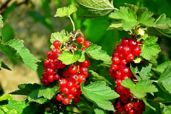 为了能小三离婚的生肖男女 一生不离婚的生肖