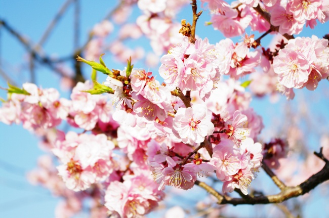 1988年2024本命年运势 爱情迷糊事业事件