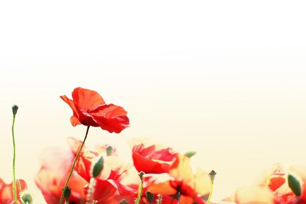 2024年犯太岁5个属相一览表 什么生肖犯太岁