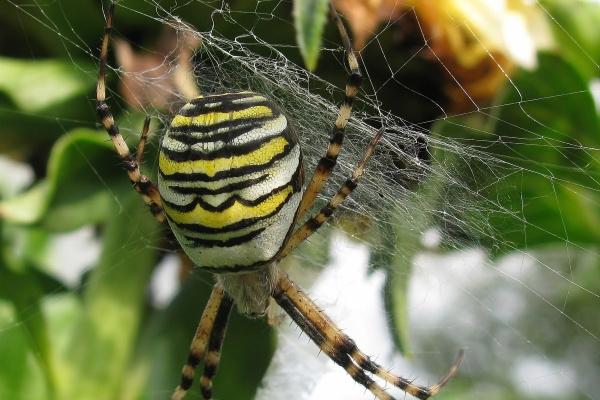 2024十二生肖运势 了解每个属相的运程