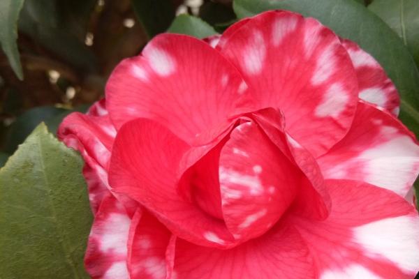 舍得为恋人花钱的生肖男 什么生肖男能够为恋人花钱