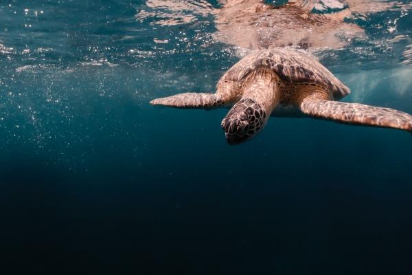 最全面的十二生肖婚配表 属相宜配忌配剖析