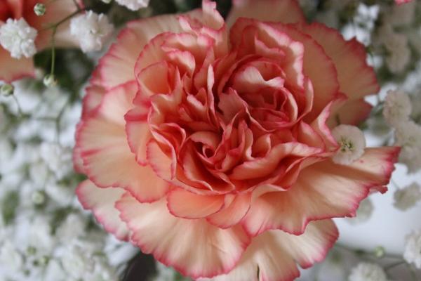 2024财运好一点的生肖 2024年有机会发大财的生肖