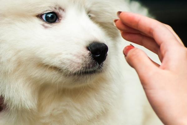 2023属猴女全年度运势 分析属猴人运势