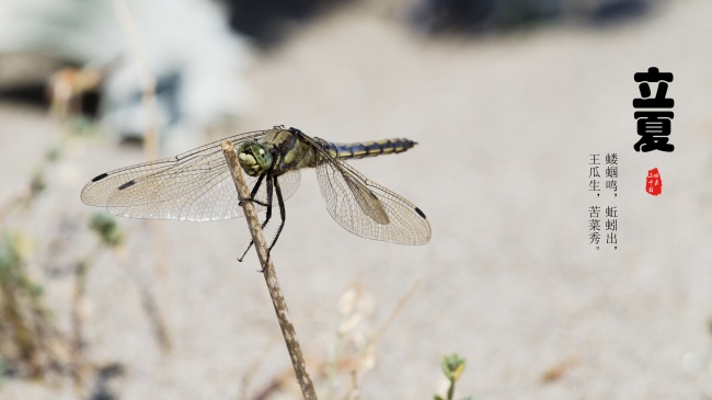 第一运势 2023年11月18日十二生肖运势分析