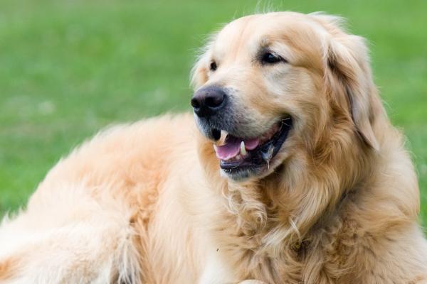 2024添丁的生肖 2024年添丁运势好一点的生肖